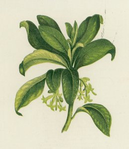 Spurge Laurel、Daphne Laureola 作： English School